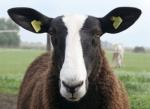 Stamboek Zwartbles ooi- en ramlammeren